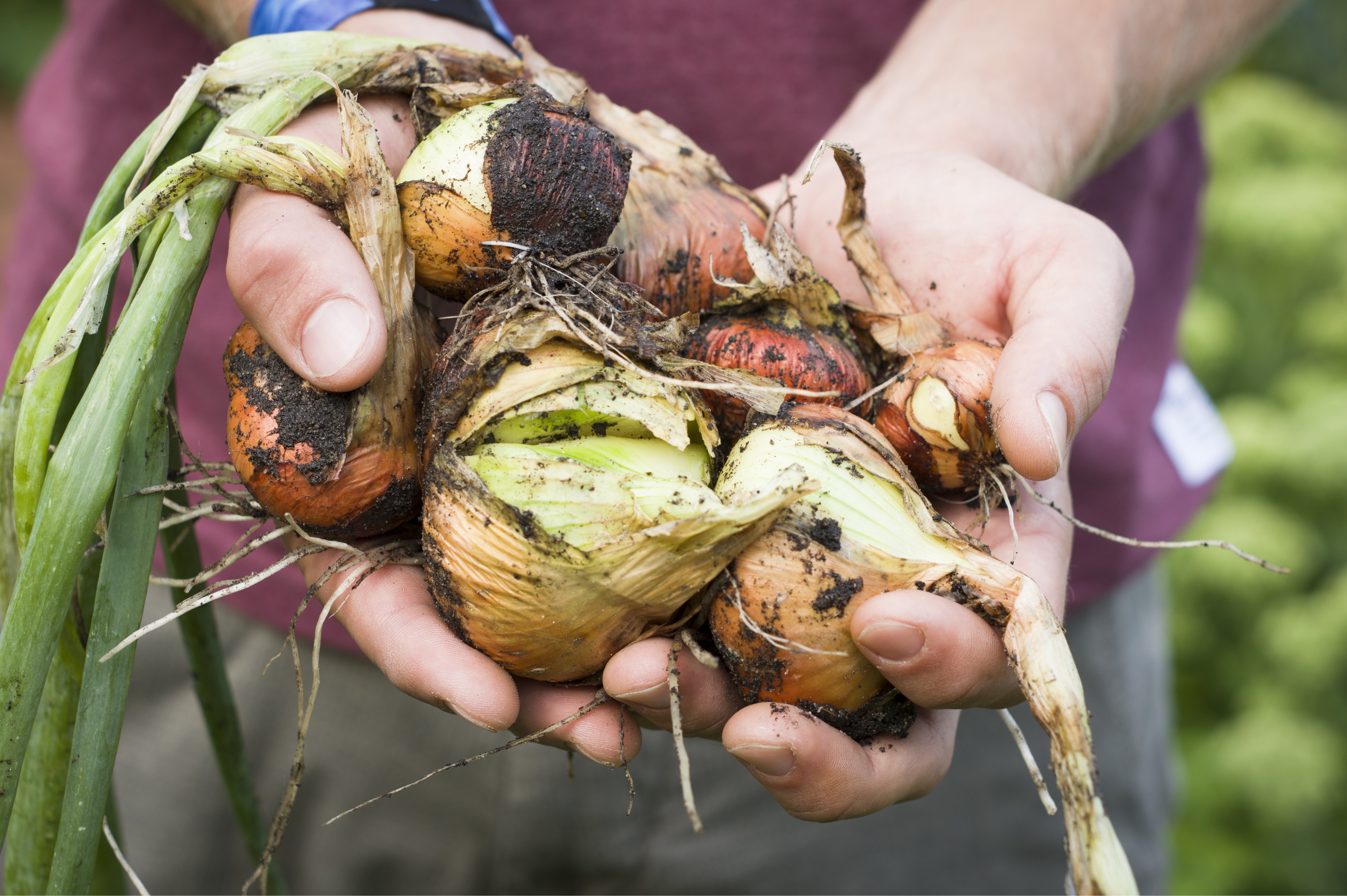 Konyhakert kezdőknek: Tippek a különböző fajtákhoz