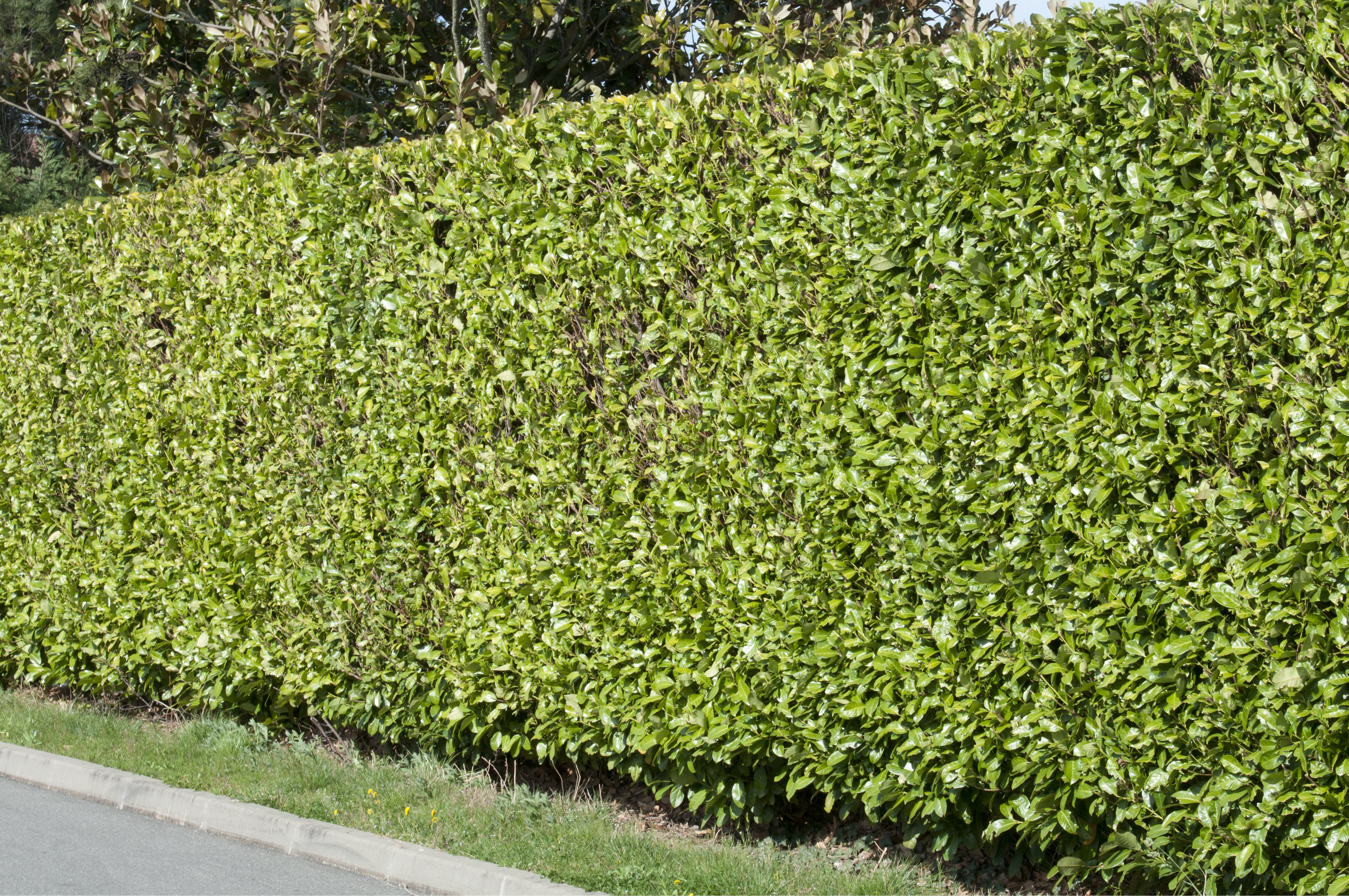 Hat örökzöld sövény a kertbe