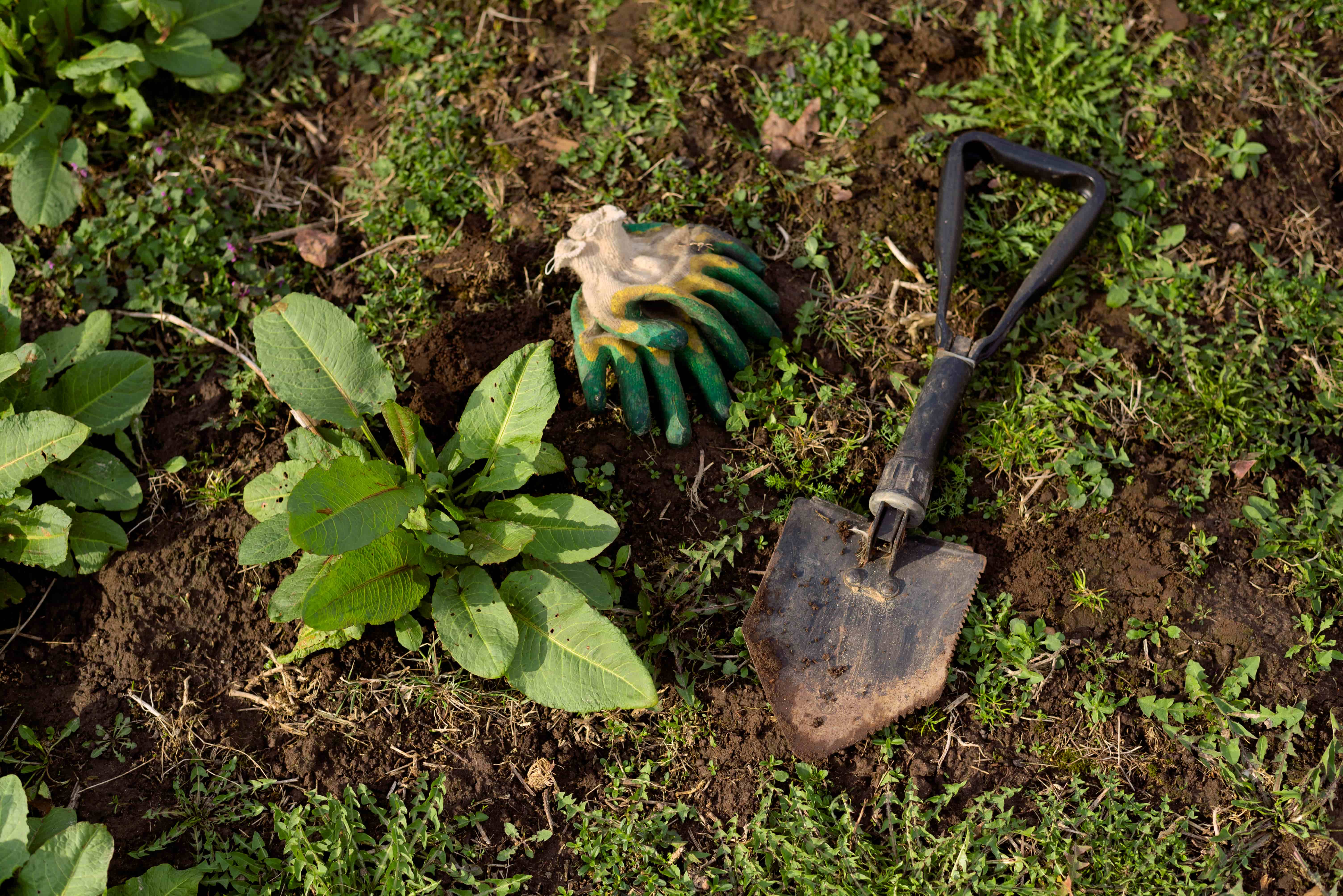 Gyomok eltávolítása és megelőzése